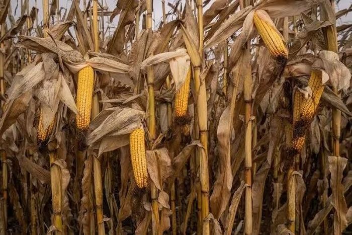Nông dân Ukraine đối mặt với nguy cơ thiếu kho chứa khi vụ thu hoạch ngô sắp bắt đầu, trong bối cảnh xuất khẩu đình trệ và lượng ngũ cốc tồn kho tăng cao. Ảnh: Latifundist.com.