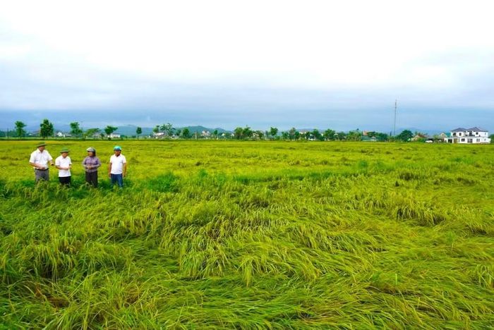 Sau trận mưa lớn kèm gió mạnh, khoảng 60–70% diện tích lúa tại xã Xuân Lộc bị đổ rạp, nhiều diện tích đang cận ngày thu hoạch, gây khó khăn cho việc thu hoạch và ảnh hưởng đến năng suất.