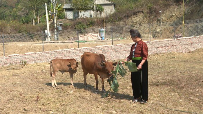 Chăn nuôi tiếp tục là nguồn thu nhập của người dân tại khu tái định cư Co Xe - Tà Ỉu, xã Pắc Ngà, tỉnh Sơn La. Ảnh: Trung tâm Dịch vụ tổng hợp xã Pắc Ngà