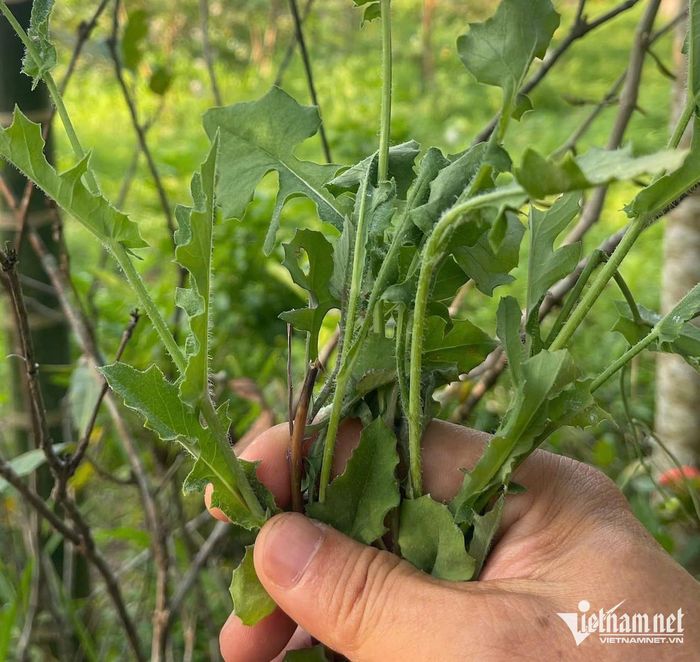 Cây rau má lá rau muống hỗ trợ hanh nhiệt, giải độc
