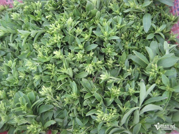 Cỏ ngọt an toàn cho người tiểu đường, béo phì.