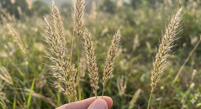 Cây cỏ may là vị thuốc trị tiểu buốt, tiểu rắt tốt.