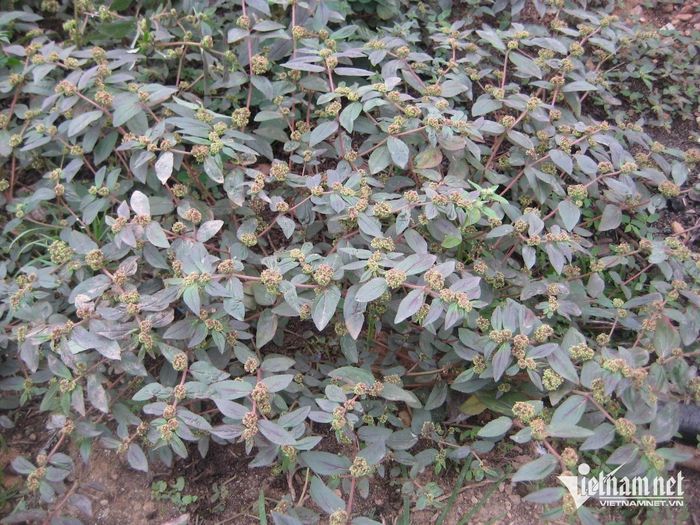 Cỏ sữa lá lớn tốt cho người có đường ruột yếu.