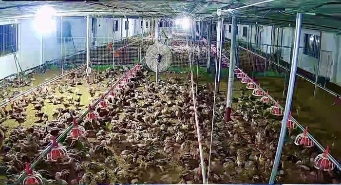 Trang trại khoảng 10.000 con gà của ông Nguyễn Hoài Châu ở xã Hoa Lộc (Thanh Hóa) vừa được lắp đặt hệ thống điện năng lượng mặt trời