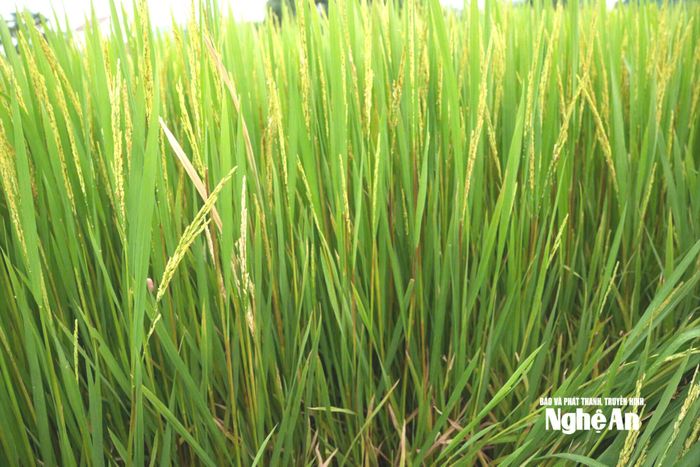 Ruộng lúa vụ hè thu đang bước vào giai đoạn trổ bông, nhìn từ xa vẫn xanh tốt. Ảnh: Quang Minh
