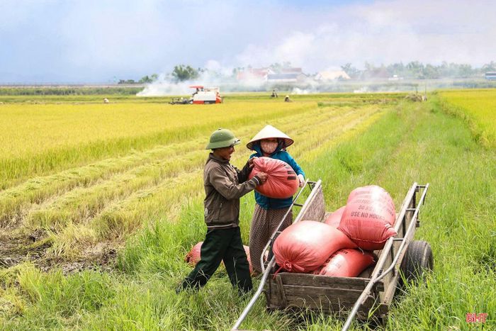  Dự kiến, toàn tỉnh sẽ bước vào thu hoạch đại trà vụ lúa hè thu năm 2026 từ ngày 25 - 31/8. 