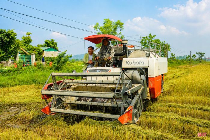 Vụ lúa hè thu, xã Trường Lưu gieo cấy trên diện tích hơn 1.400 ha.
