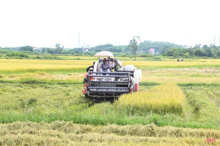 Hiện nay, tại các địa phương có diện tích gieo cấy sớm như xã Đồng Tiến, Thạch Lạc, Đức Thọ, Đức Quang, Đồng Lộc…, bà con nông dân đã bắt đầu bước vào thu hoạch với diện tích đạt gần 4.000 ha.