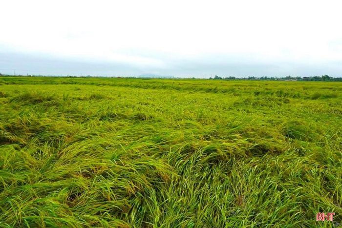  Nhiều diện tích lúa hè thu sắp thu hoạch ở Hà Tĩnh bị đổ, ngã do mưa lớn. Ảnh: NCL 