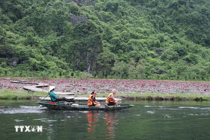 Mùa hoa súng tím mang đến trải nghiệm đáng nhớ cho du khách trong hành trình khám phá Ninh Bình. (Ảnh: Thùy Dung/TTXVN)