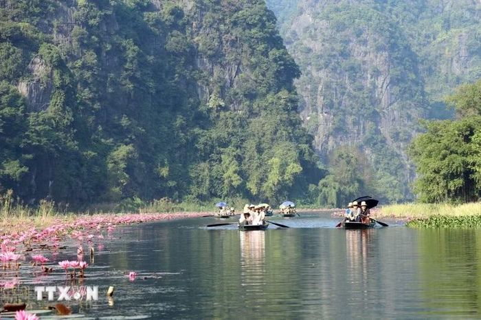 Hoa súng uốn lượn hai bên bờ sông Ngô Đồng tại Khu du lịch Tam Cốc tỉnh Ninh Bình khiến du khách rất thích thú. (Ảnh: Thùy Dung/TTXVN)
