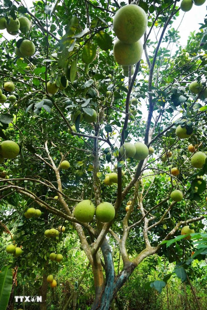 Bưởi thanh trà, phường Thủy Xuân, thành phố Huế cho năng suất cao khi vào chính vụ. (Ảnh: Nguyên Lý/TTXVN)