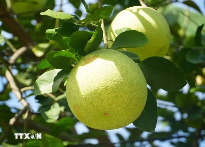 Đặc sản bưởi thanh trà, phường Thủy Xuân, thành phố Huế vào chính vụ có đặc điểm vỏ ngả màu vàng, mỏng và nhẵn. (Ảnh: Nguyên Lý/TTXVN)