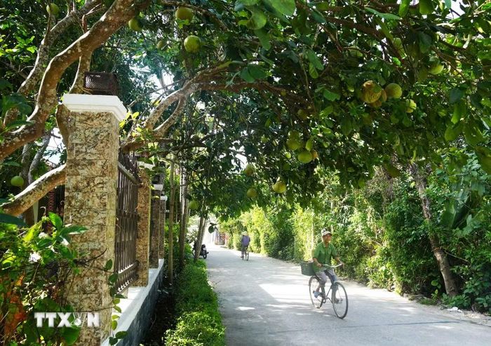Ngoài lợi ích kinh tế, đặc sản bưởi thanh trà, phường Thủy Xuân, thành phố Huế còn được trồng để tạo cảnh quan trước nhà và ven đường. (Ảnh: Nguyên Lý/TTXVN)