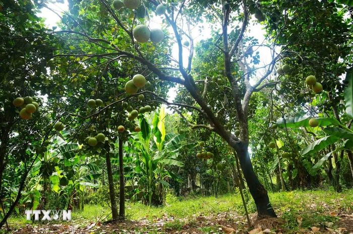 Vườn bưởi thanh trà, phường Thủy Xuân, thành phố Huế, cho năng suất cao khi vào chính vụ. (Ảnh: Nguyên Lý/TTXVN)