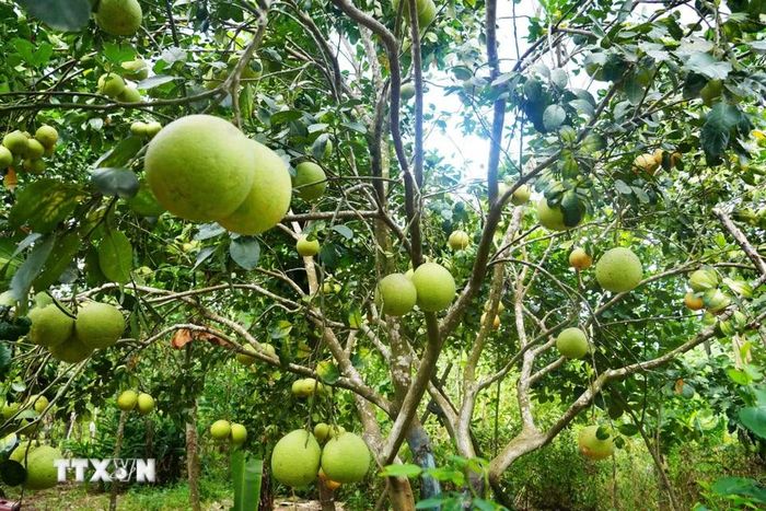 Theo các tư liệu lịch sử, dưới thời Nguyễn, bưởi thanh trà là một đặc sản nổi tiếng của phủ Thừa Thiên, đều được tuyển chọn kỹ để dâng tiến Vua hàng năm. (Ảnh: Nguyên Lý/TTXVN)
