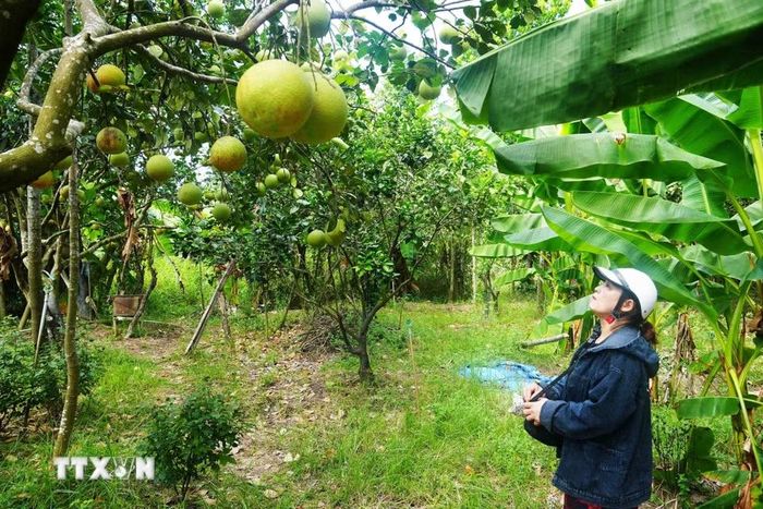 Chủ vườn bưởi thanh trà, phường Thủy Xuân, thành phố Huế kiểm tra trước khi thu hoạch chính vụ năm 2026. (Ảnh: Nguyên Lý/ TTXVN)
