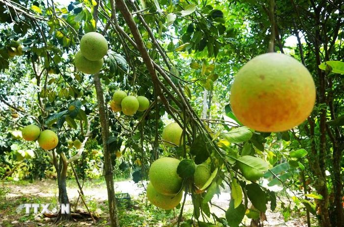 Từ giữa tháng 8/2026 đến nay, đặc sản bưởi thanh trà, phường Thủy Xuân, thành phố Huế, vào chính vụ thu hoạch. Năm nay, bưởi thanh trà bán được giá cao, khoảng 30.000 đồng/kg. (Ảnh: Nguyên Lý/TTXVN)