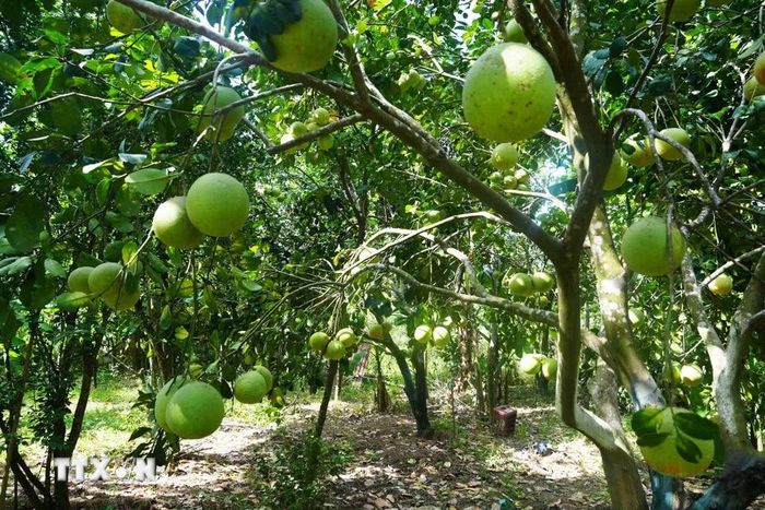 Vườn bưởi thanh trà, phường Thủy Xuân, thành phố Huế, cho năng suất cao khi vào chính vụ. (Ảnh: Nguyên Lý/TTXVN)