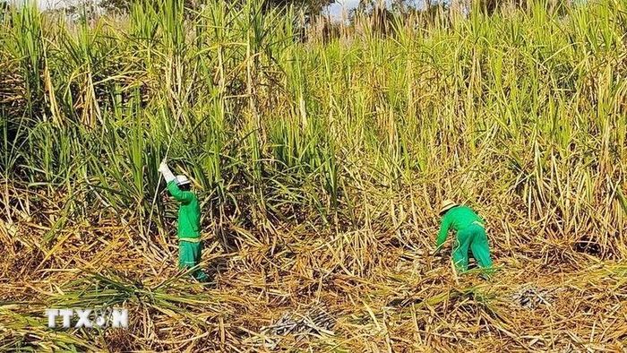Nông dân đang thu hoạch mía trên trên một cánh đồng tại Brazil. (Ảnh: TTXVN phát)
