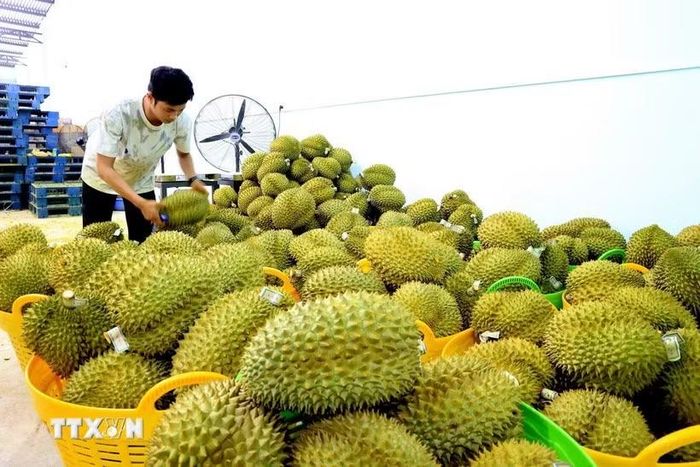 Sầu riêng xuất khẩu được tập kết tại một vựa trái cây . (Ảnh: Hồng Đạt/TTXVN)