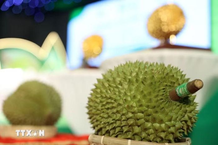 Tập trung nâng cao năng suất, chất lượng sầu riêng. (Ảnh minh họa: Tuấn Anh/TTXVN)