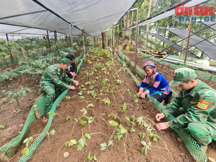 Bộ đội Biên phòng Lai Châu hướng dẫn đồng bào Mông bản Vàng Ma Chải trồng sâm Lai Châu.