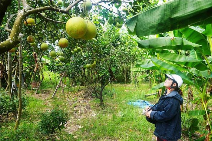 Chủ vườn bưởi thanh trà, phường Thủy Xuân, thành phố Huế kiểm tra trước khi thu hoạch chính vụ năm 2026.