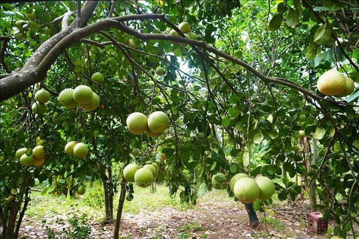 Vườn bưởi thanh trà, phường Thủy Xuân, thành phố Huế cho năng suất cao khi vào chính vụ.