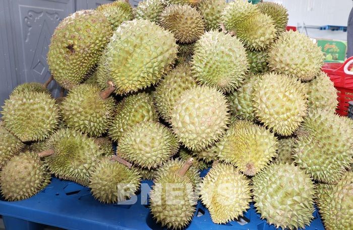 Cây sầu riêng được xác định là cây kinh tế chủ lực của xã Thanh Hưng. Ảnh: Hữu Chí-TTXVN