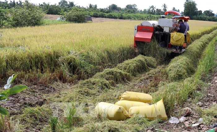 Thu hoạch lúa đông xuân ở xã Tân Phú, tỉnh Đồng Tháp. Ảnh: Hữu Chí - TTXVN