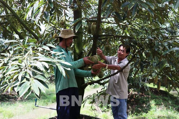 Cây sầu riêng được xác định là cây kinh tế chủ lực của xã Thanh Hưng, tỉnh Đồng Tháp, nơi từng là căn cứ cách mạng năm xưa. Ảnh: Hữu Chí - TTXVN