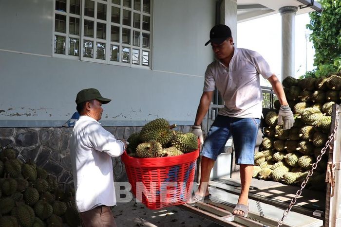 Cây sầu riêng được xác định là cây kinh tế chủ lực của xã Thanh Hưng, tỉnh Đồng Tháp, nơi từng là căn cứ cách mạng năm xưa. Ảnh: Hữu Chí - TTXVN
