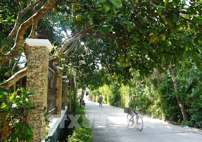 Ngoài lợi ích kinh tế, đặc sản bưởi thanh trà, phường Thủy Xuân, thành phố Huế còn được trồng để tạo cảnh quan trước nhà và ven đường. Ảnh: Nguyên Lý - TTXVN