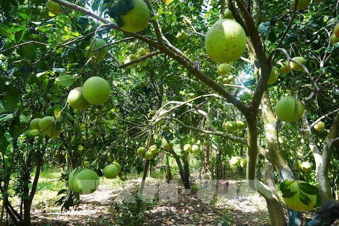 Vườn bưởi thanh trà, phường Thủy Xuân, thành phố Huế, cho năng suất cao khi vào chính vụ. Ảnh: Nguyên Lý - TTXVN
