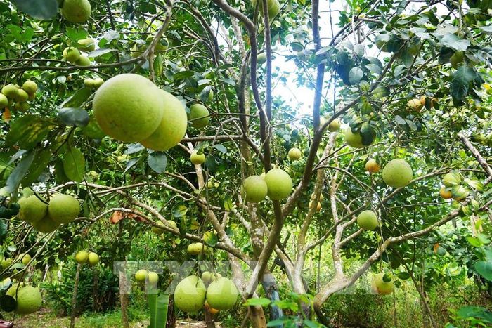 Vườn bưởi thanh trà, phường Thủy Xuân, thành phố Huế cho năng suất cao khi vào chính vụ. Ảnh: Nguyên Lý - TTXVN