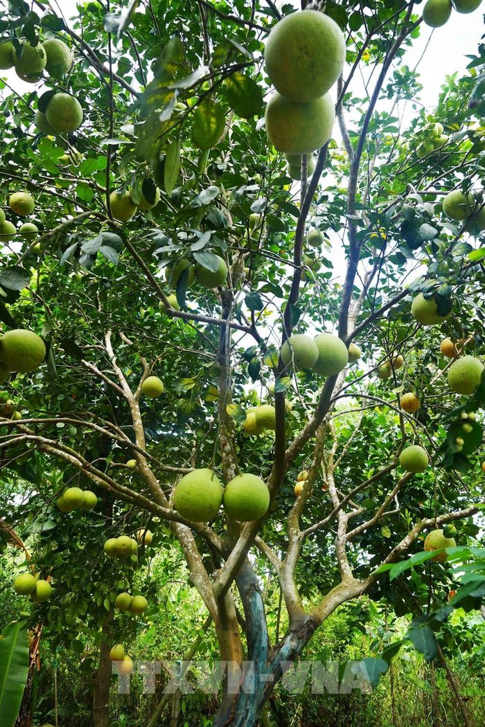 Bưởi thanh trà, phường Thủy Xuân, thành phố Huế cho năng suất cao khi vào chính vụ. Ảnh: Nguyên Lý-TTXVN