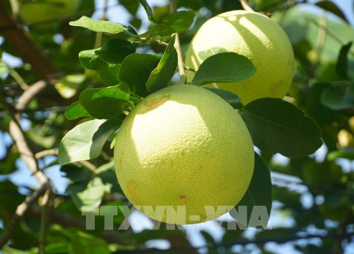 Đặc sản bưởi thanh trà, phường Thủy Xuân, thành phố Huế vào chính vụ có đặc điểm vỏ ngả màu vàng, mỏng và nhẵn. Ảnh: Nguyên Lý - TTXVN