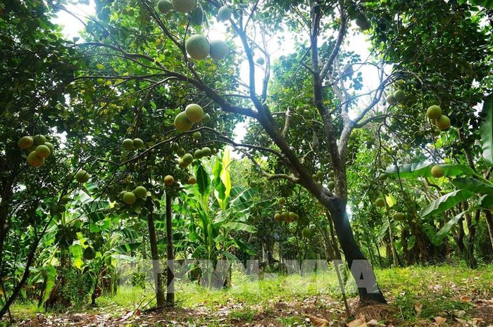 Vườn bưởi thanh trà, phường Thủy Xuân, thành phố Huế, cho năng suất cao khi vào chính vụ. Ảnh: Nguyên Lý - TTXVN