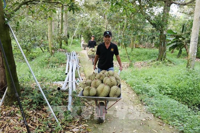 Thu hoạch sầu riêng ở xã Thanh Hưng, tỉnh Đồng Tháp. Ảnh: Hữu Chí - TTXVN