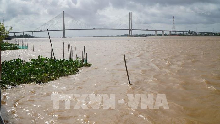Mực nước sông Tiền (một trong 2 con sông lớn chảy qua tỉnh Đồng Tháp) đang lên trong mùa lũ. Ảnh: Nhựt An - TTXVN