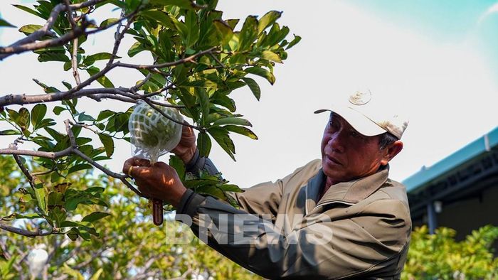 Thành viên Hợp tác xã Dịch vụ Nông nghiệp Minh Trung (xã Tân Phú) chăm sóc cây mãng cầu theo hướng sản xuất an toàn, giảm phụ thuộc vào thuốc bảo vệ thực vật hóa học. Ảnh: Minh Phú - TTXVN
