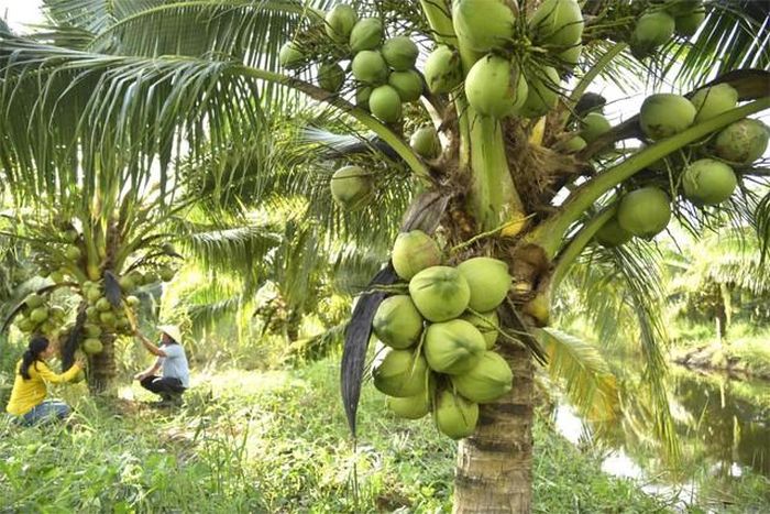 Từ ngày đăng ký mã số vùng trồng, vườn dừa của người dân U Minh Thượng (An Giang) giữ vững thị trường xuất khẩu