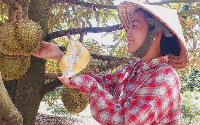Nông dân xã Mỹ Thuận, tỉnh An Giang, vui mừng khi vườn sầu riêng được đánh số mã vùng trồng, giúp cho đầu ra thuận lợi