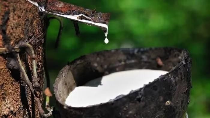 Giá cao su tại các doanh nghiệp lớn tại thị trường trong nước bình ổn