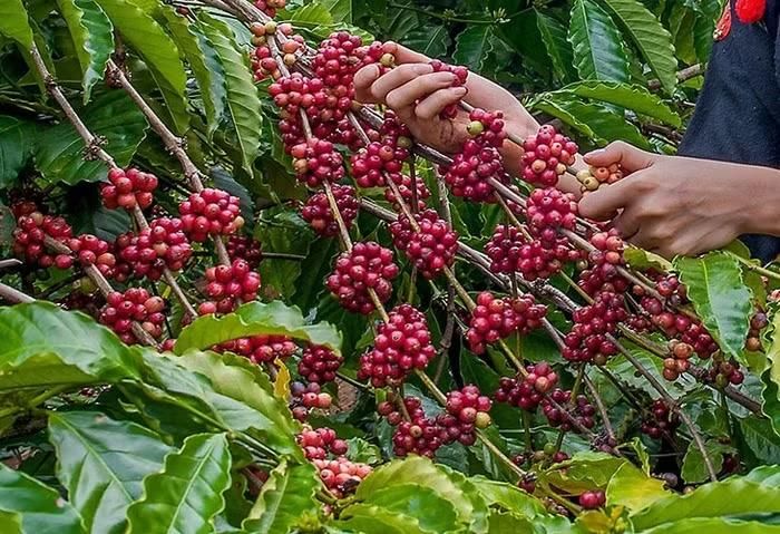 Giá cà phê hôm nay tiếp đà tăng mạnh