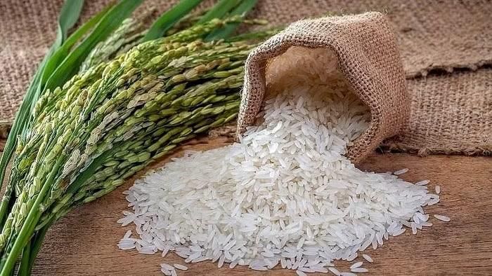 Giá lúa gạo hôm nay tại Đồng bằng sông Cửu Long ổn định