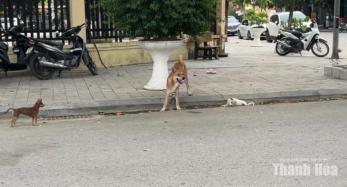 Không chỉ tại các công viên, trên nhiều tuyến phố của phường Hạc Thành cũng dễ bắt gặp chó thả rông, không đeo rọ mõm.