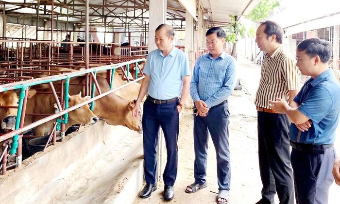Hợp tác xã Dịch vụ tổng hợp và sản xuất nông nghiệp Lúa Vàng, phường Cảnh Thụy được hỗ trợ đầu tư chăn nuôi bò.