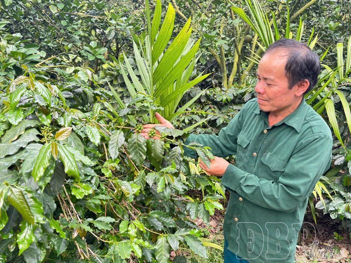 Người dân xã Mường Ảng chăm sóc cà phê.
